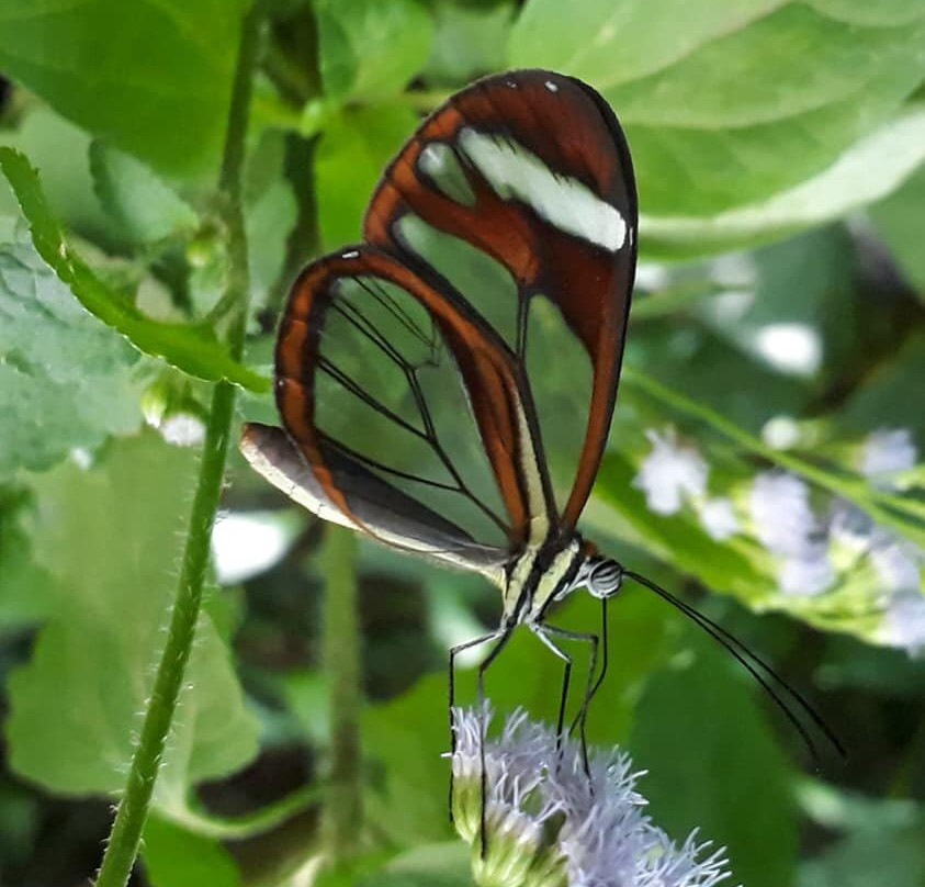 Mariposario Morpho Azul-Guácima必去景点