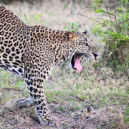 Wego Srilanka Taxi & Tours-蒂瑟默哈拉默必去景点