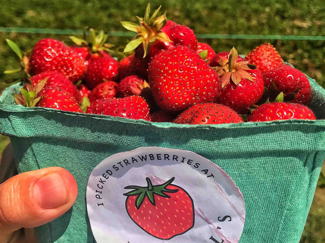 Maxwells Farm-开普伊丽莎白必去景点