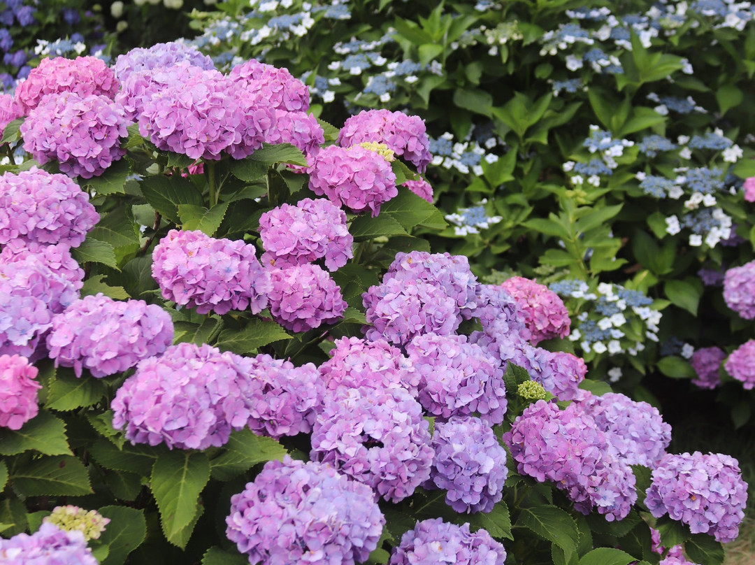 Kitayama Park-东村山市必去景点