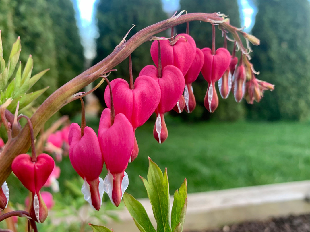 Blue Whale Inn主图