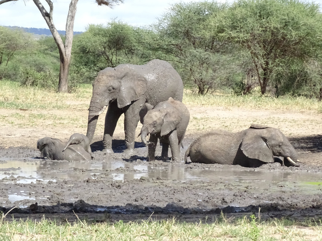 Safarika Africa Ltd-阿鲁沙必去景点