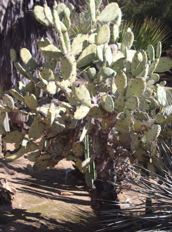 University of California Riverside Botanic Gardens-里弗赛德必去景点
