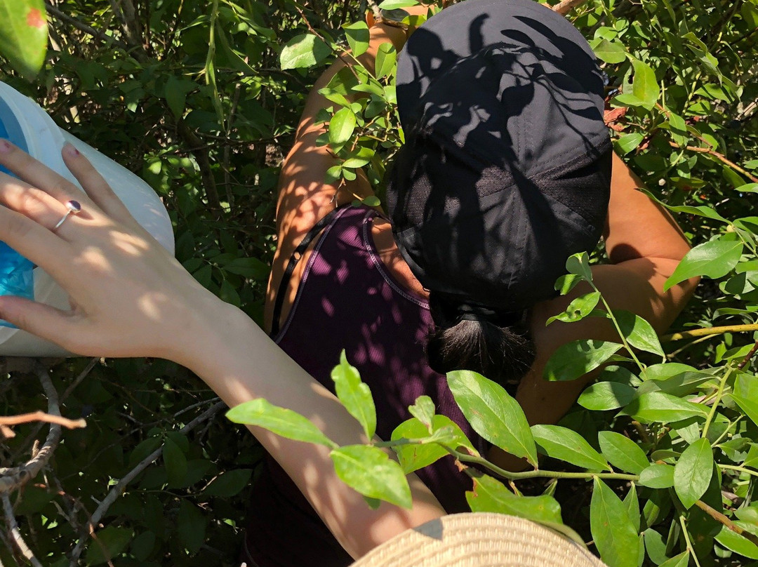 Moorhead's Blueberry Farm-Conroe必去景点