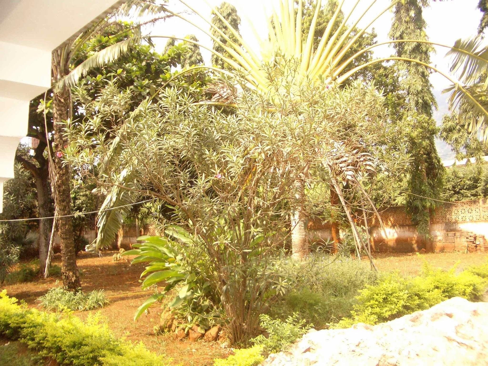 Mama Pierina Restaurant and Annex-官方