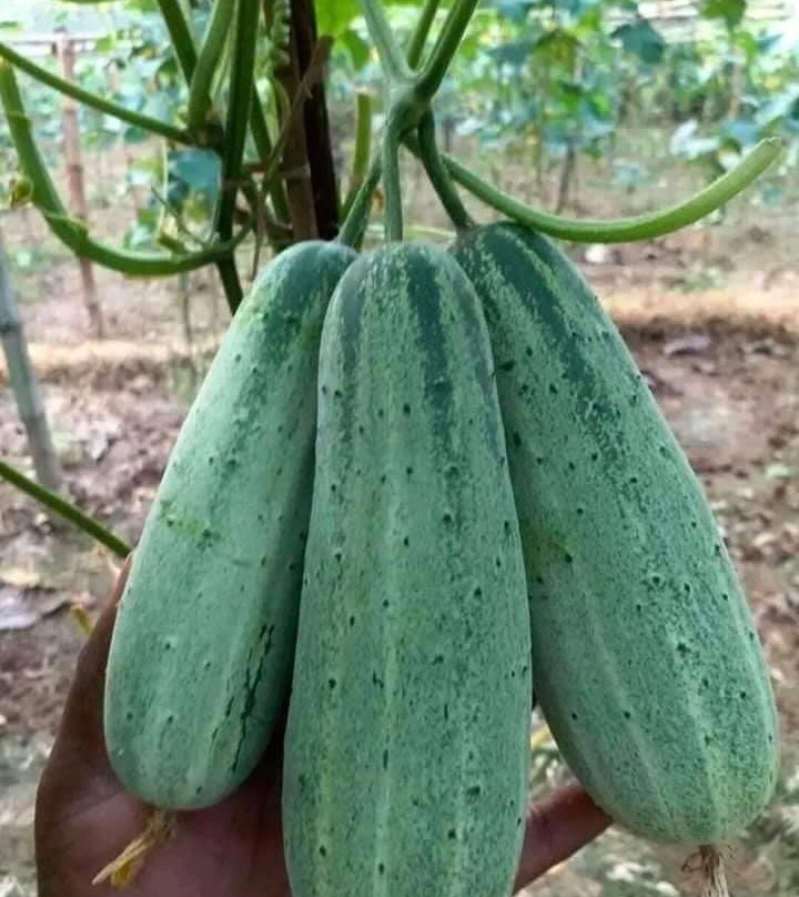 Purba Madarihat旅游攻略图片