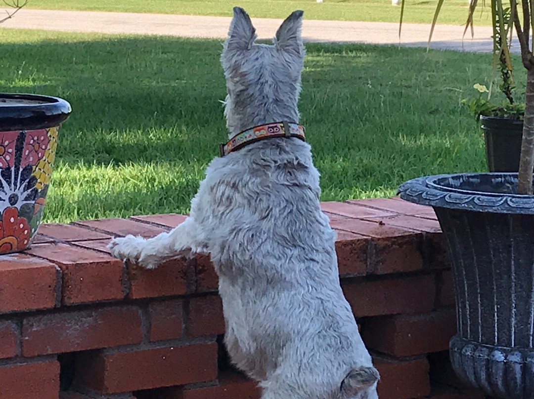 The Peaceful Pelican Bed & Breakfast主图