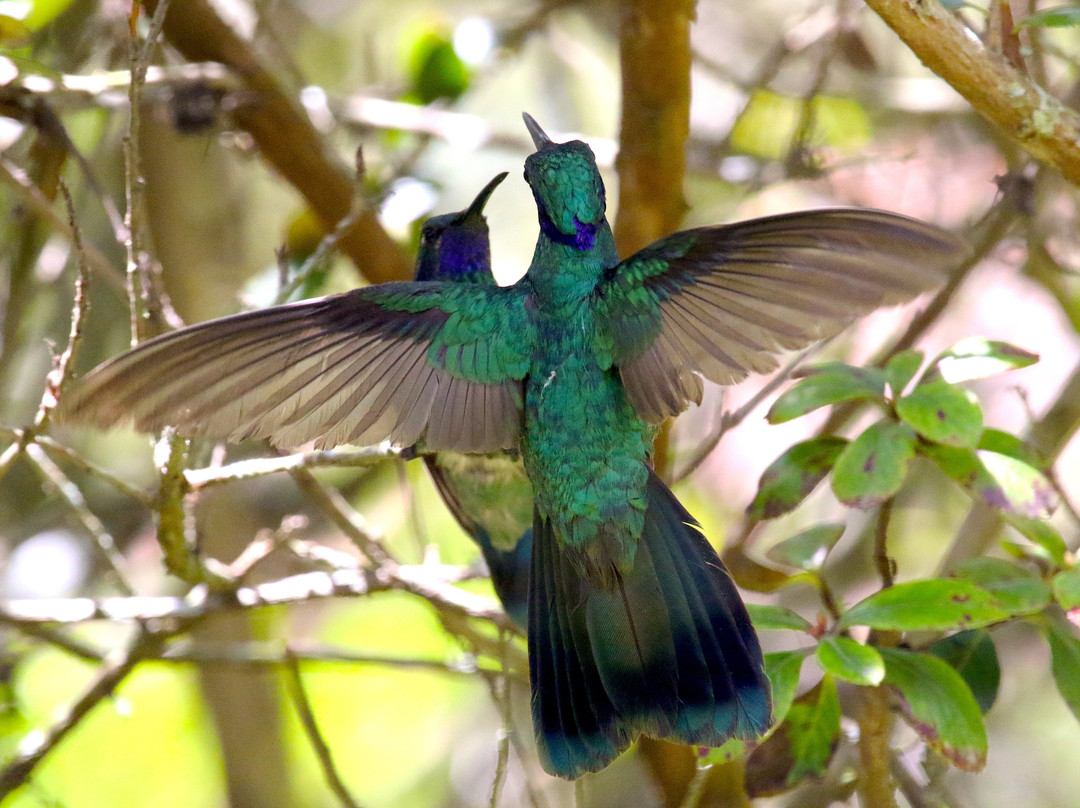 Hosteria Cananvalle主图