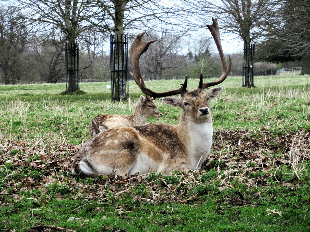 National Trust - Charlecote Park景点图片