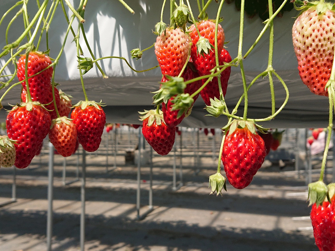 Takeo Ohata Strawberry Farm-涩川市必去景点