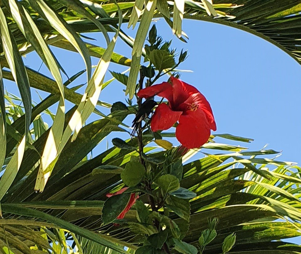 Hostal El Castillito主图