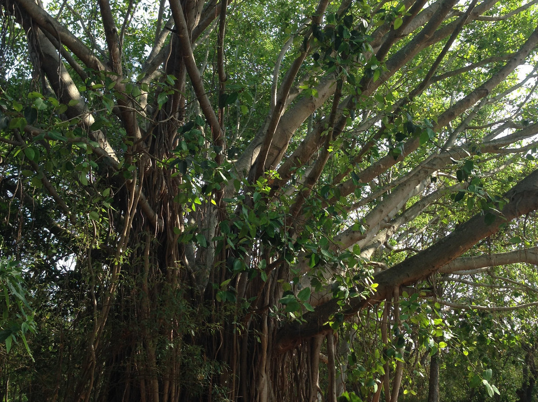 Regional Museum of Natural History-迈索尔必去景点