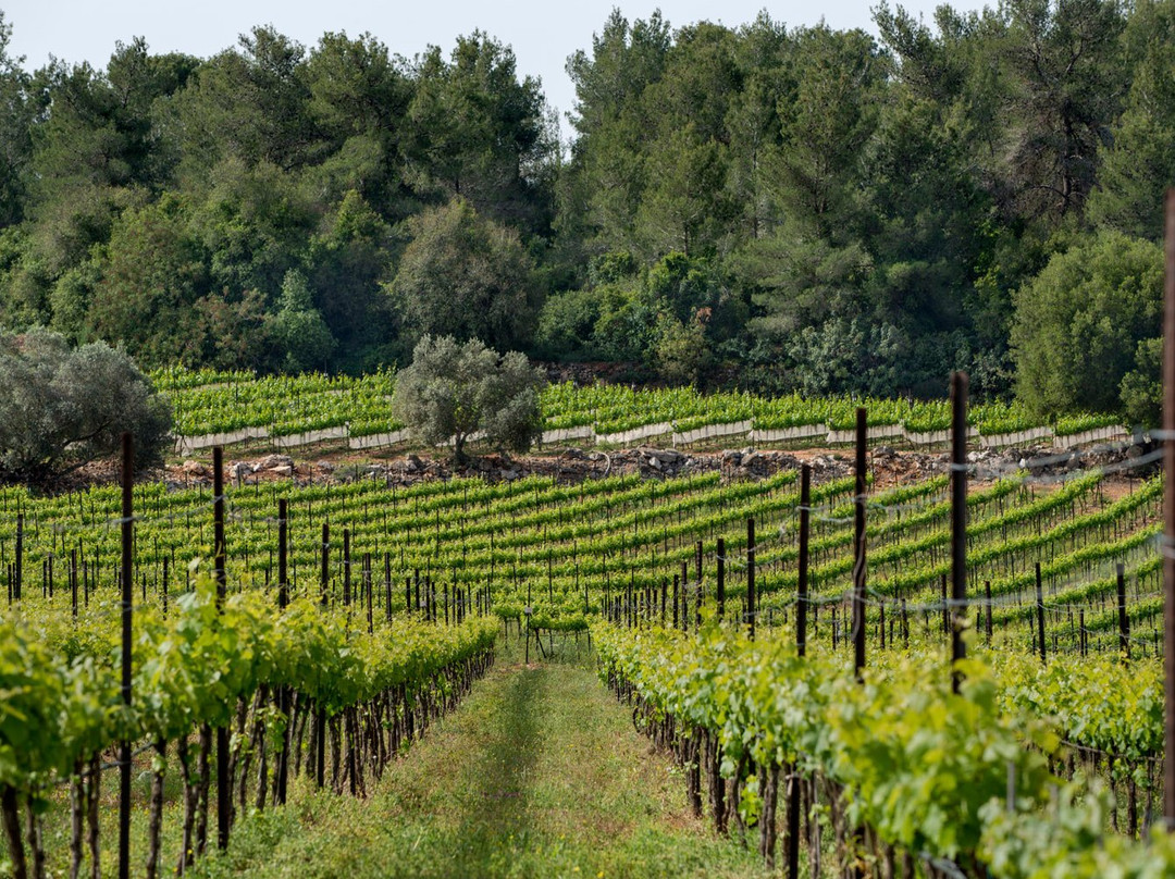 Tzora Vineyards-Beit Shemesh必去景点