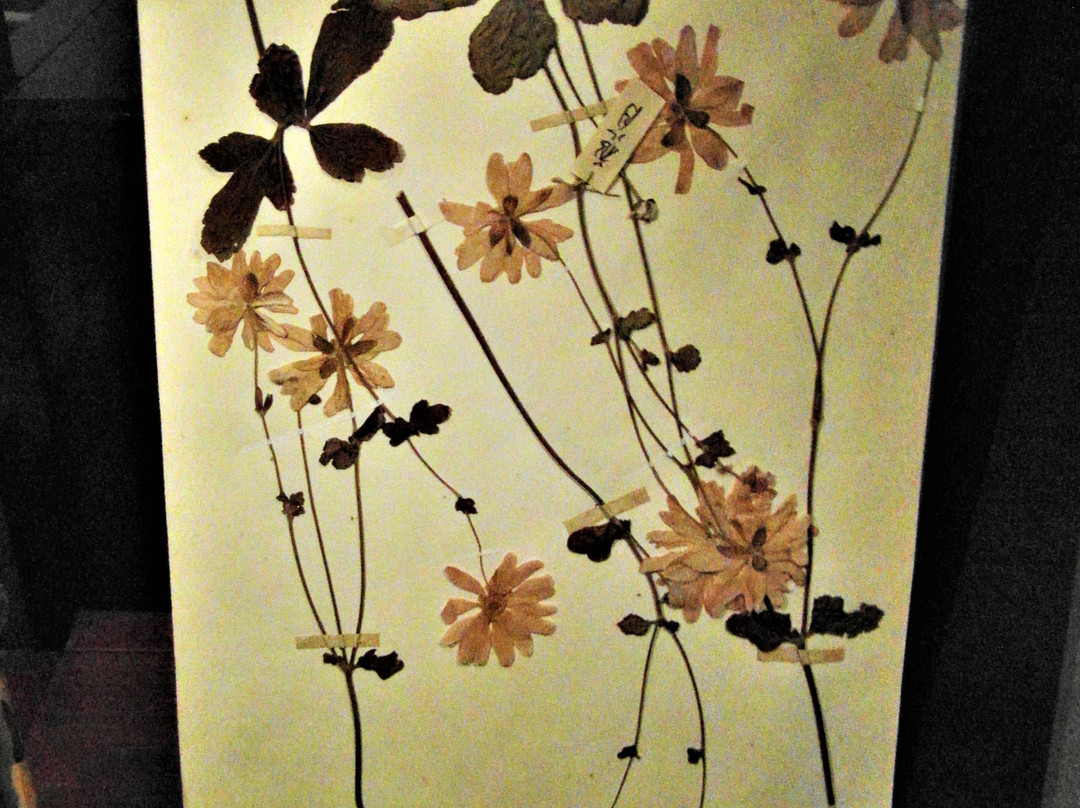 Japanmuseum SieboldHuis-莱顿必去景点