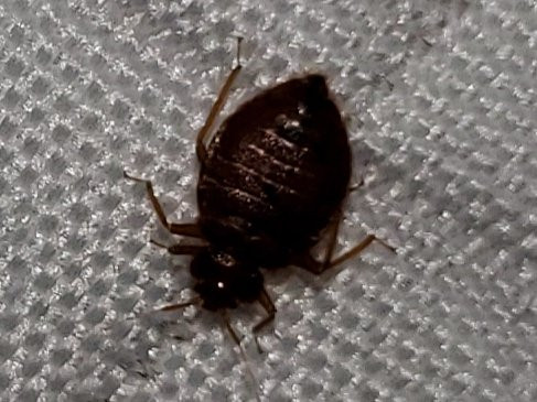 Days Inn By Wyndham Dalhart主图