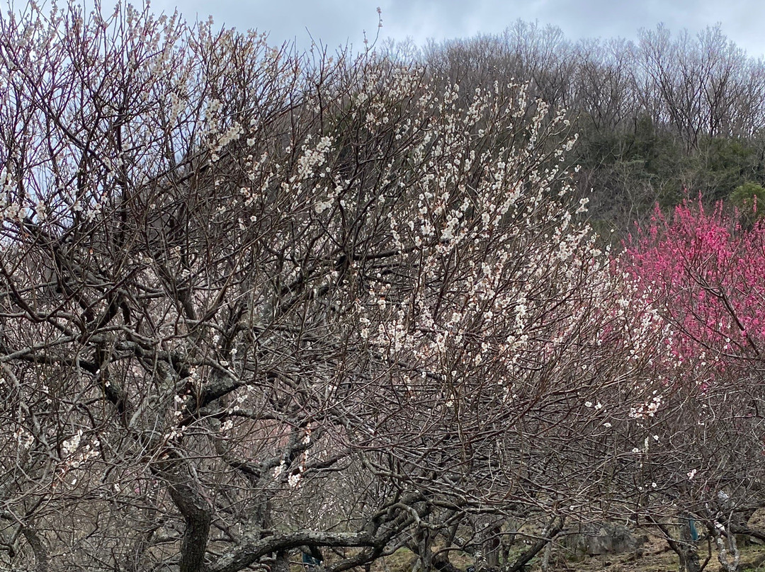 Makuyama Park-汤河原町必去景点