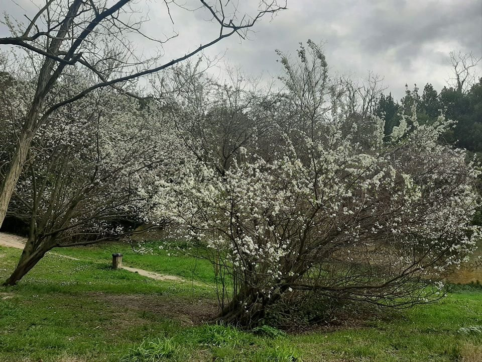 Parco del Cardeto景点图片