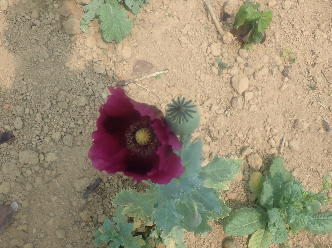 Amazing Lao Travel-Phongsaly必去景点