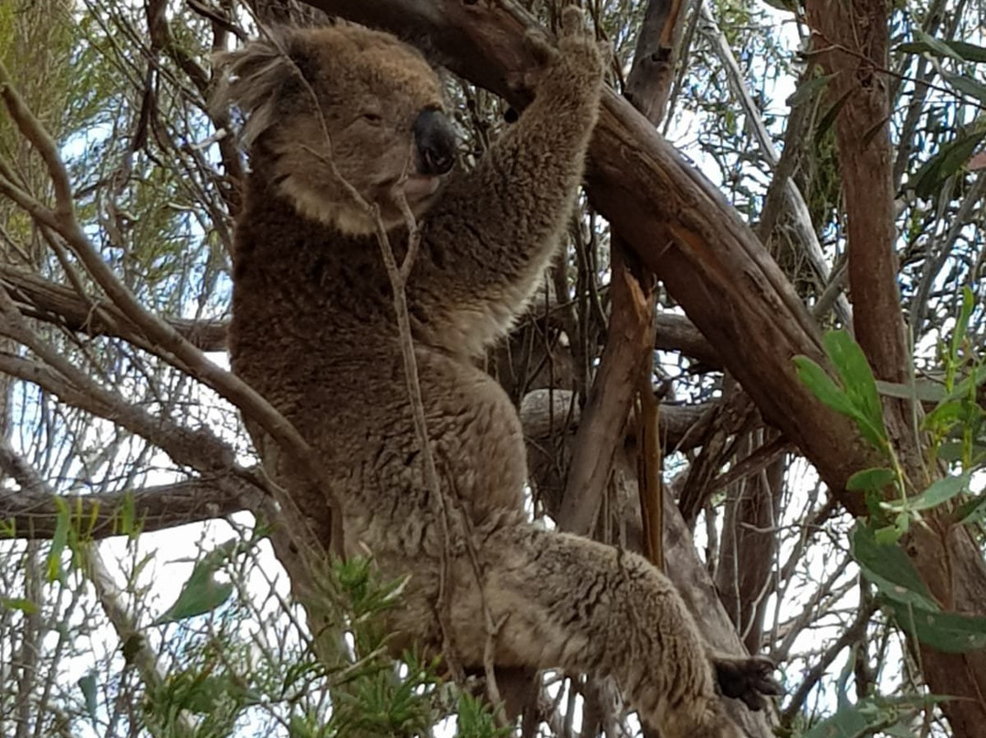 Kangaroo Island Odysseys景点图片
