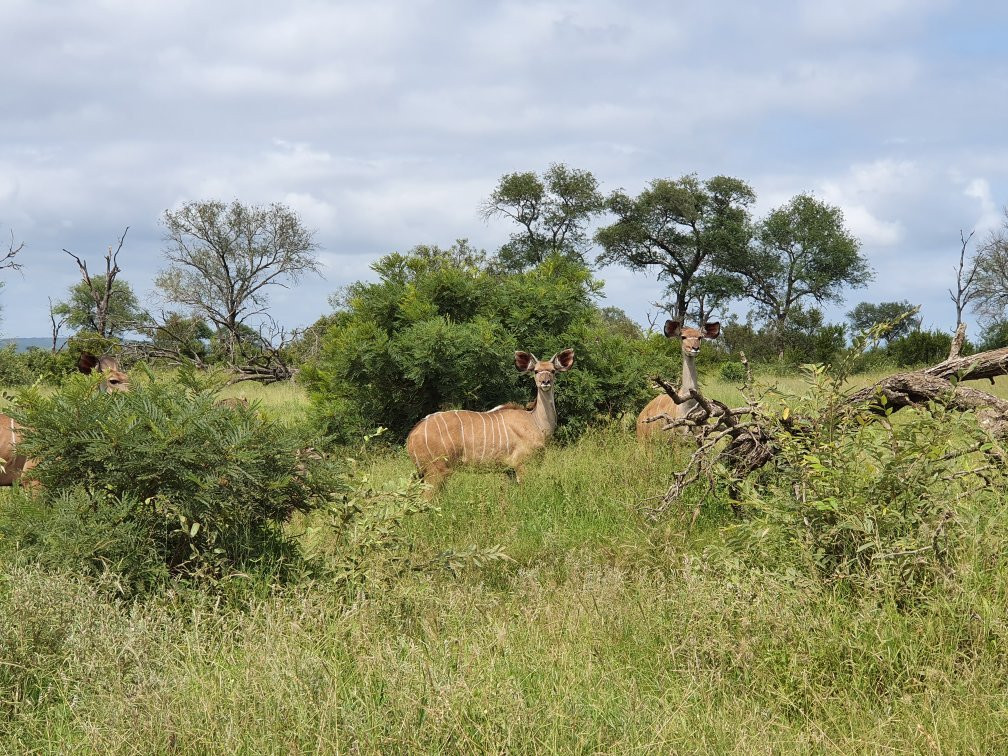Game drives at Phalaborwa Gate in Kruger National Park-克鲁格国家公园必去景点