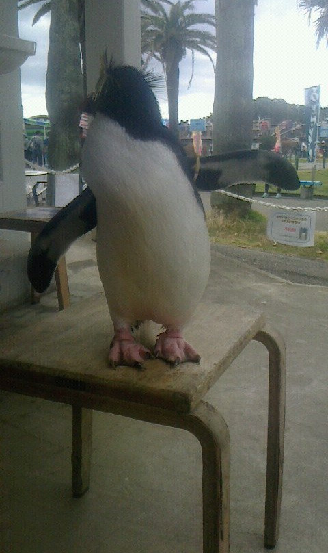 Keikyu Aburatsubo Marine Park-三浦市必去景点