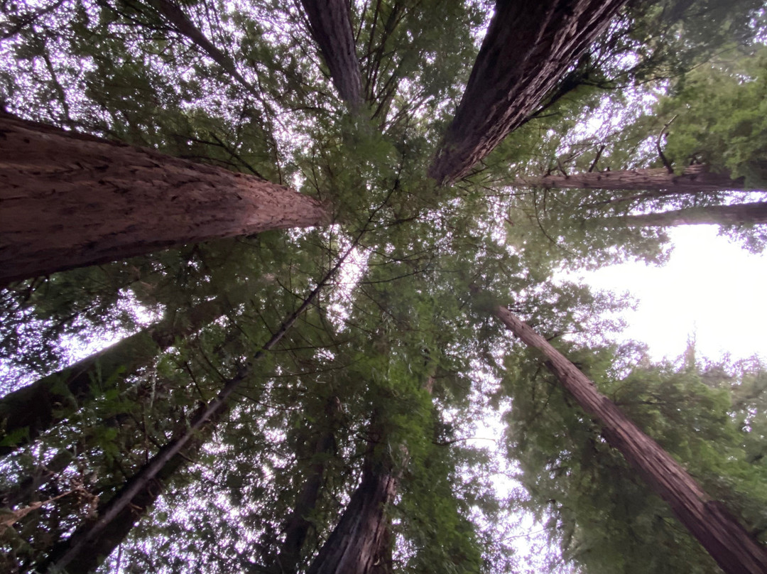 大苏尔格兰橡树酒店主图