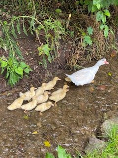 Andean Spirit Lodge主图