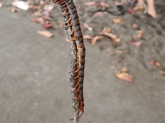 Hawaii Outdoor Guides-凯鲁瓦-柯纳必去景点