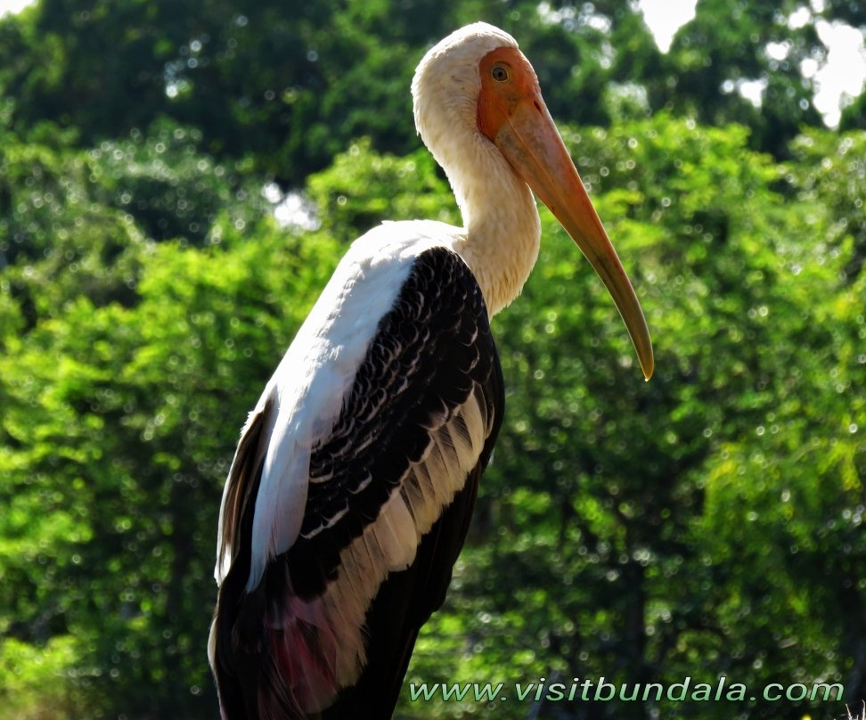 Visit Bundala and Yala Safari Tour景点图片