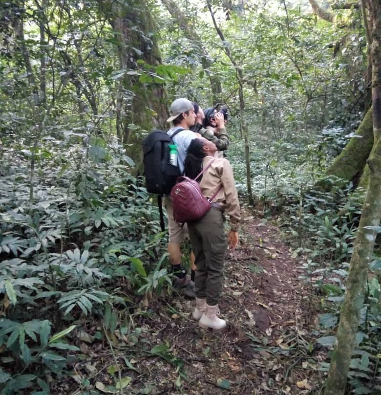 Kalinzu Central Forest Reserve-Bushenyi必去景点