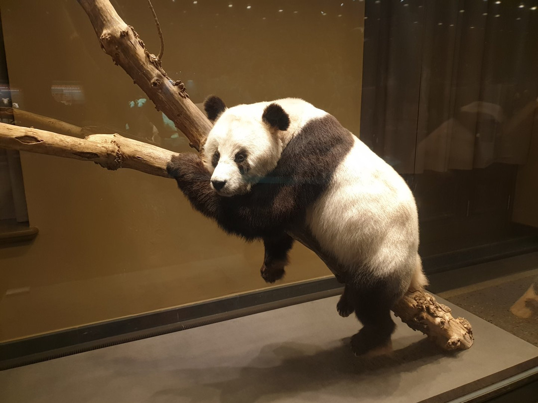 Naturkundemuseum Potsdam-波茨坦必去景点