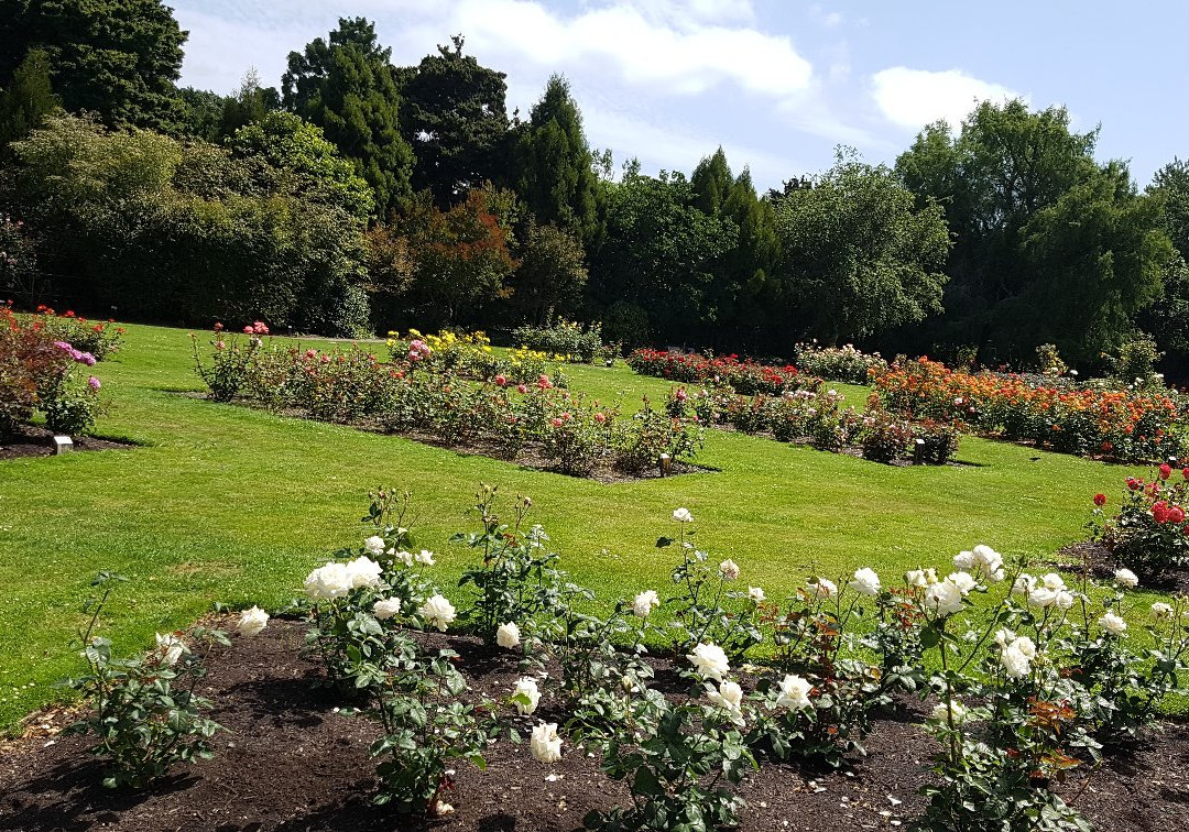 Dugald MacKenzie Rose Garden-北帕墨斯顿必去景点