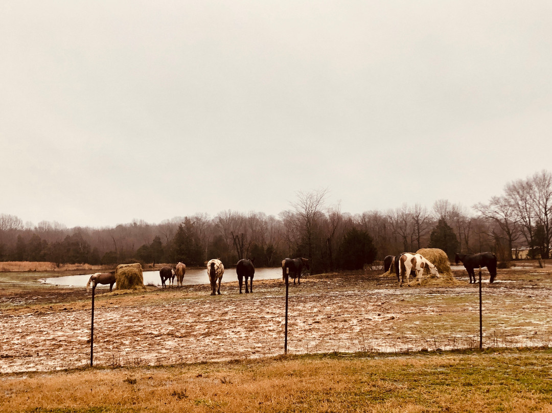 Shelby Farms Park-孟菲斯必去景点