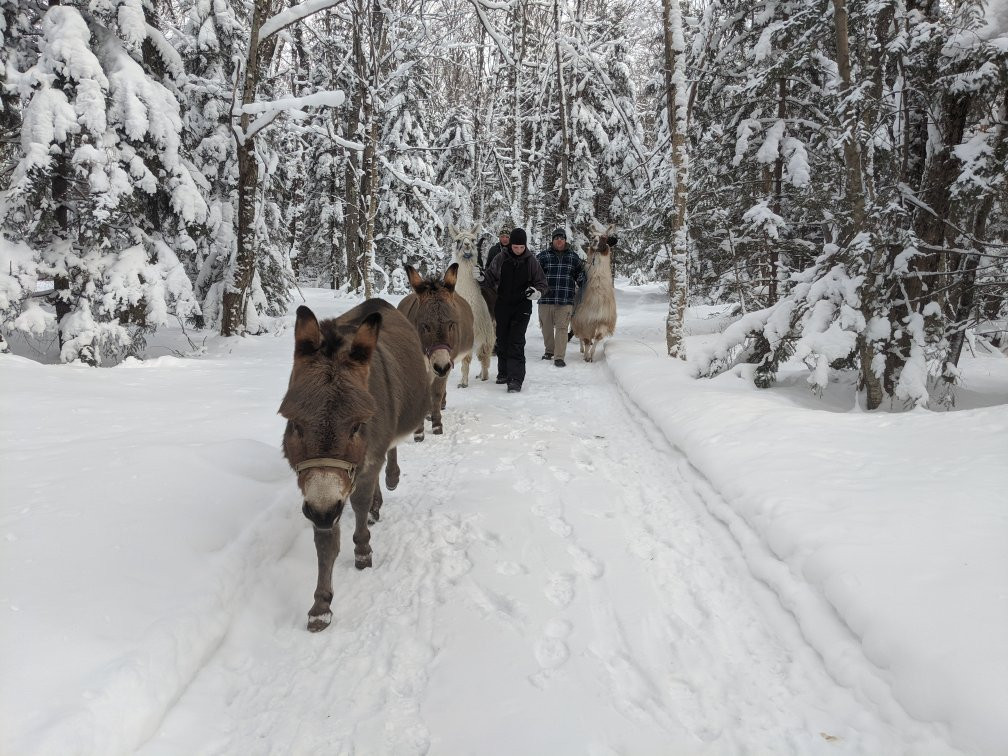 Moose River Farm景点图片