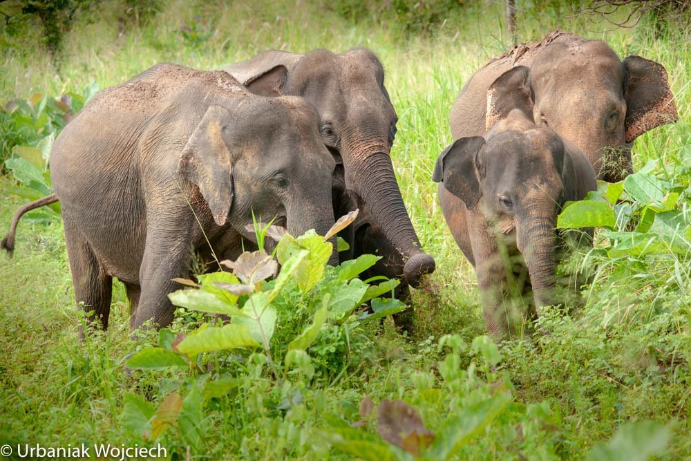 Ceylon Wild Trails Safari-哈巴拉娜必去景点