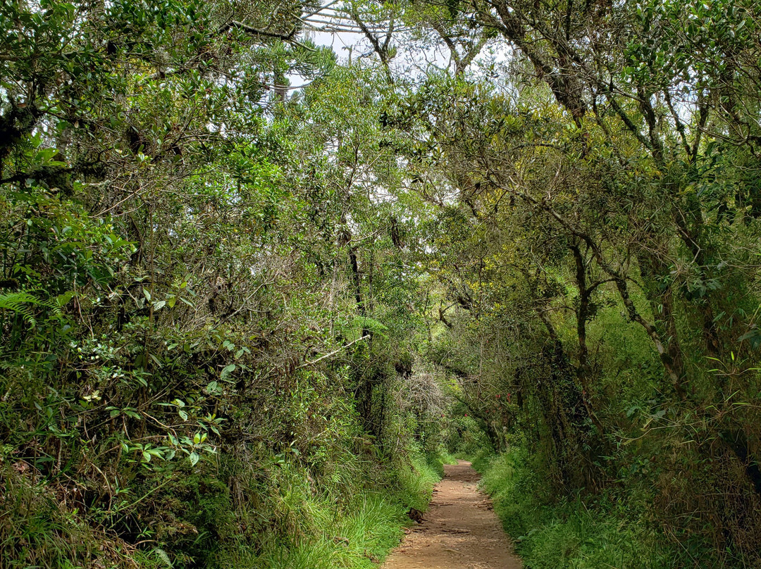 Parque Estadual Campos do Jordao-坎普斯－杜若尔当必去景点