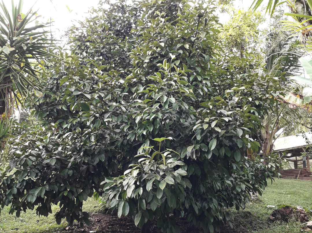 Finca Integral Organica Granito De Oro景点图片