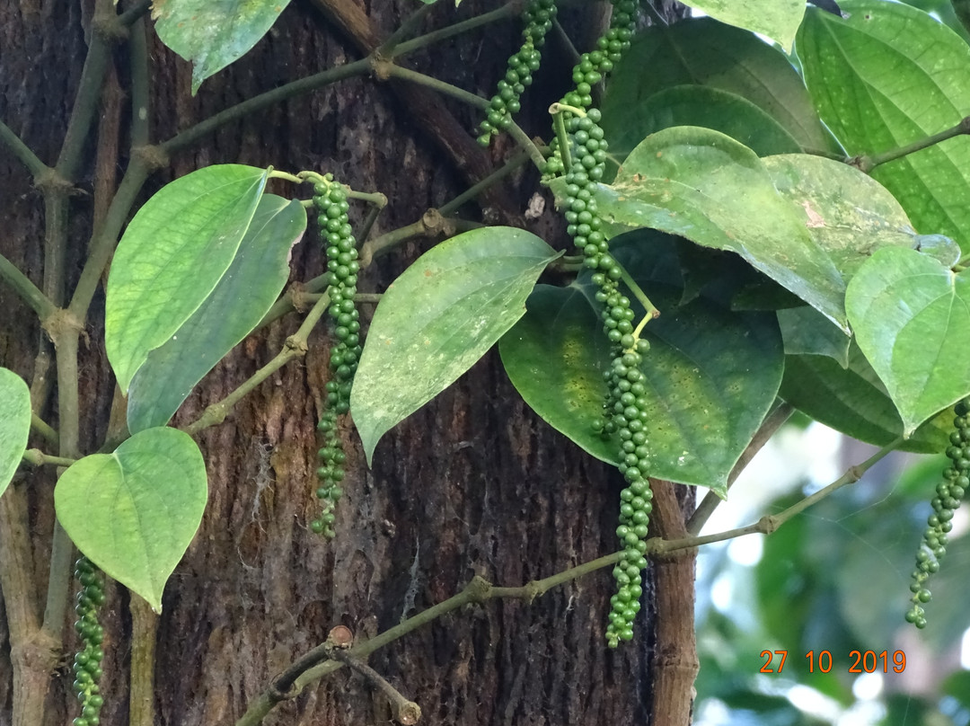 The Hornet Nest Homestay主图