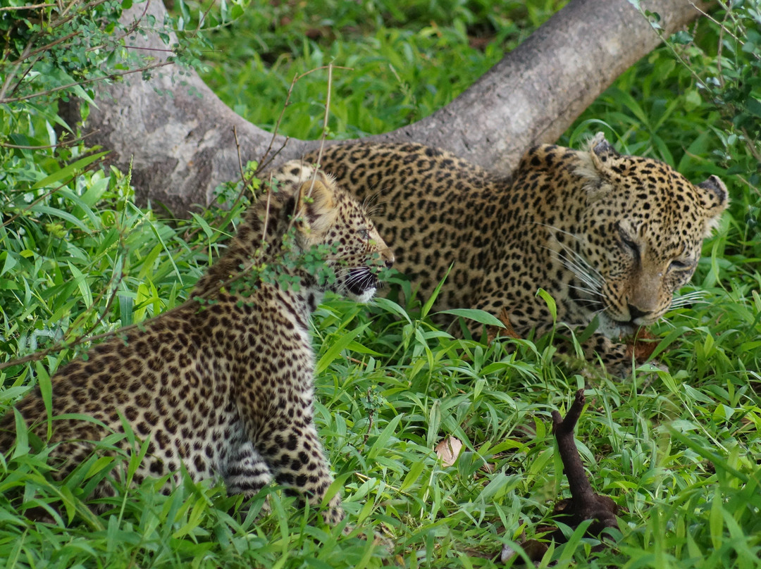 Mara River-塞伦盖蒂国家公园必去景点