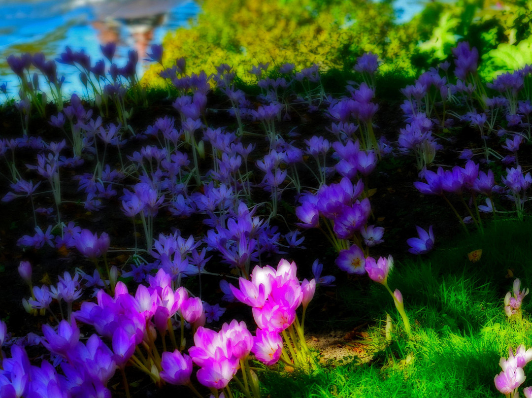 Hortus Botanicus Leiden景点图片