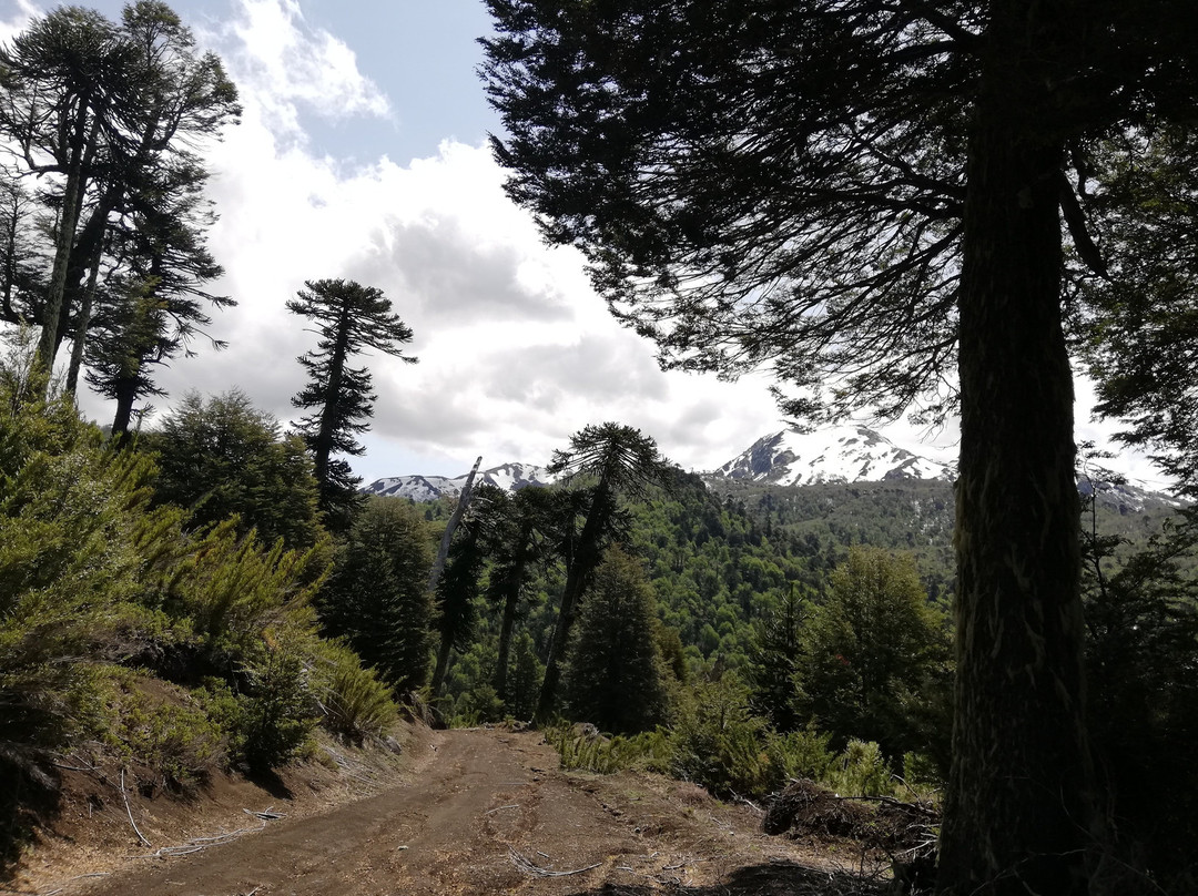 Reserva Nacional China Muerta-Araucania Region必去景点