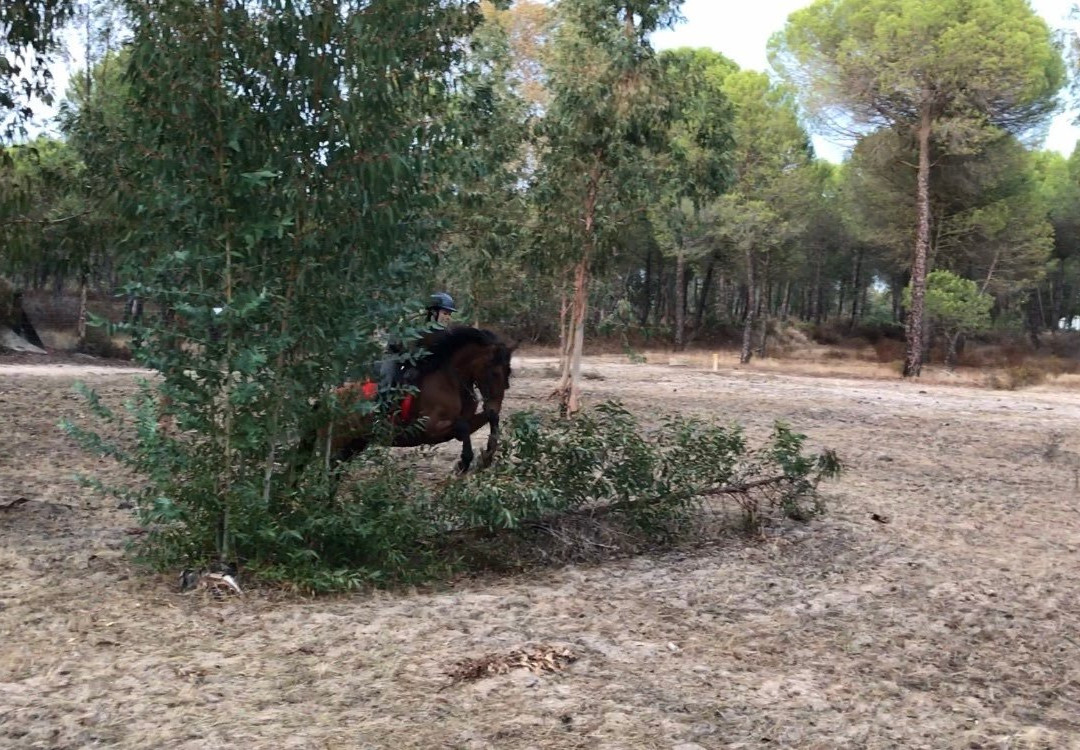 Donana Horse Adventure景点图片