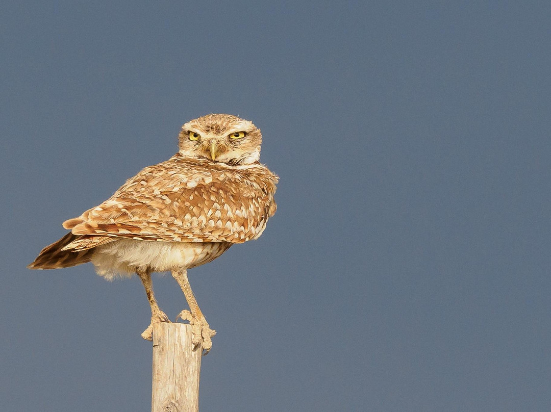 Big Bend Birding & Photo Tours-Terlingua必去景点