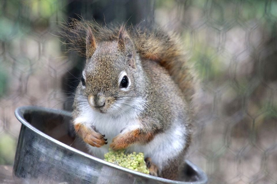 Machida Squirrel Garden-町田市必去景点