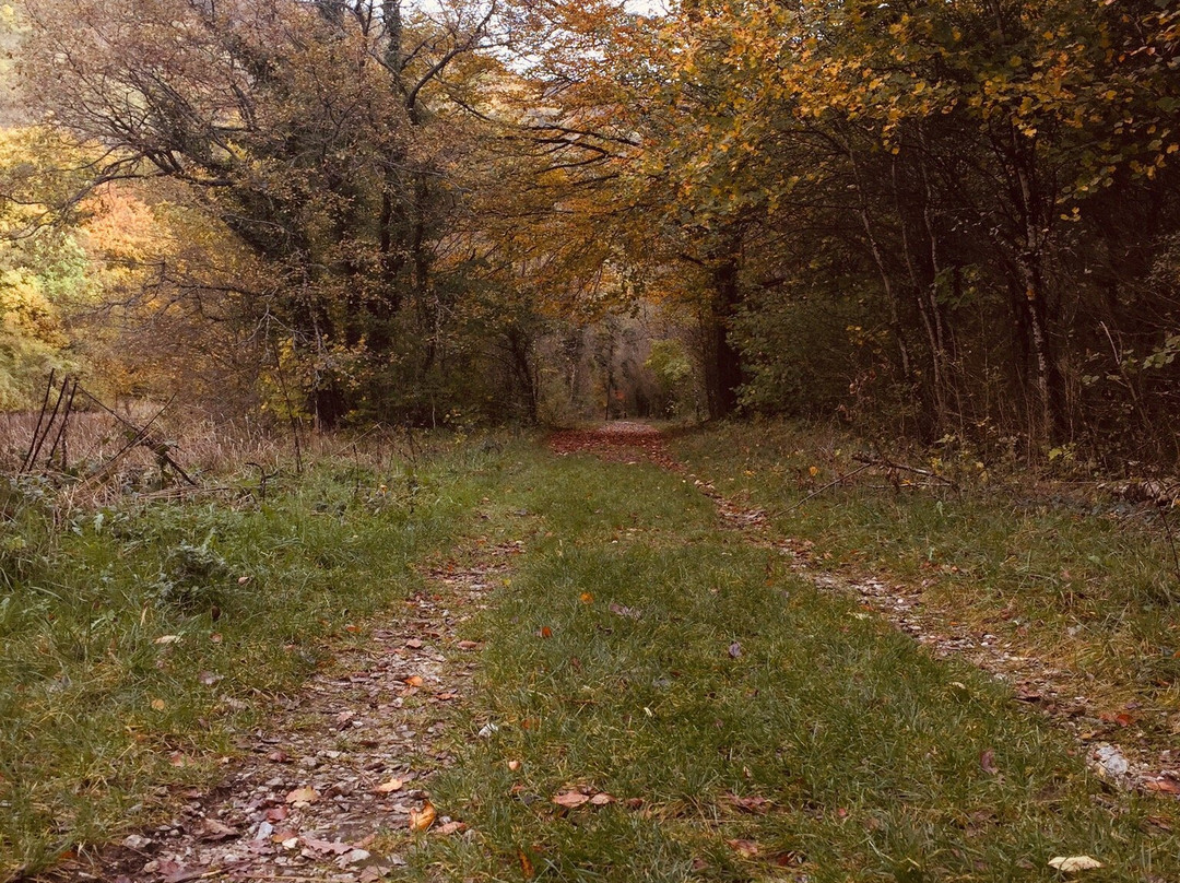 Foret de Saou景点图片