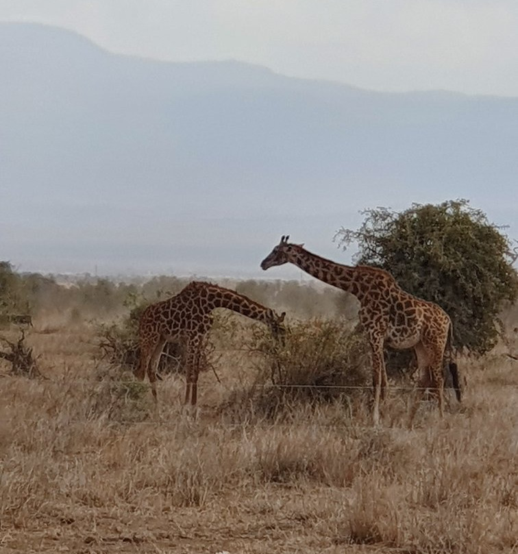 THOMAS SAFARI KENYA-瓦塔木必去景点