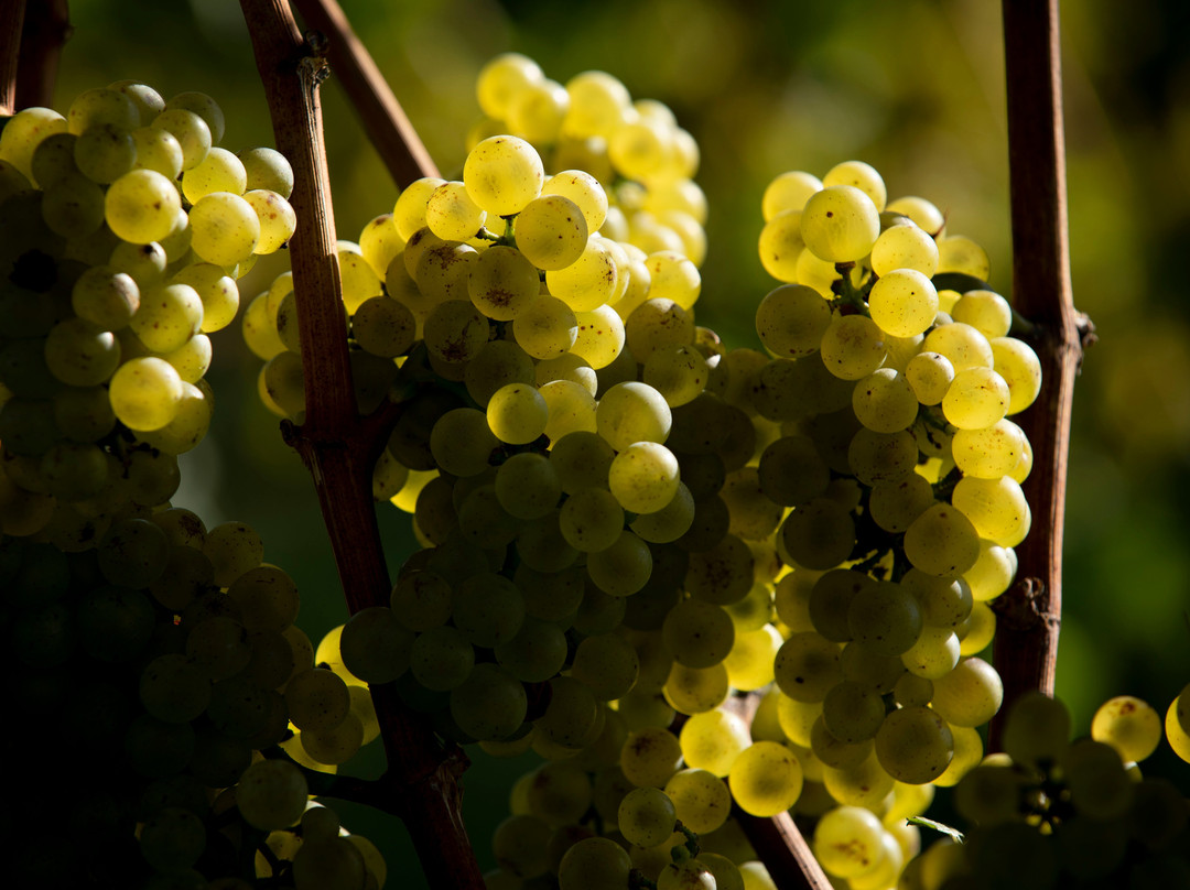 Karma Vista Vineyards-Coloma必去景点