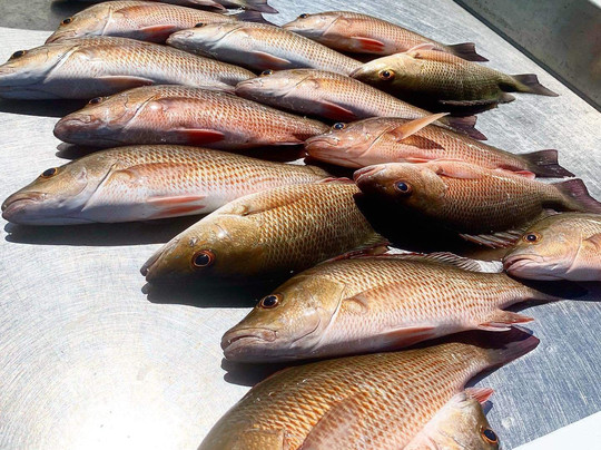 Tarpoons Private Charters-萨尼贝尔岛必去景点