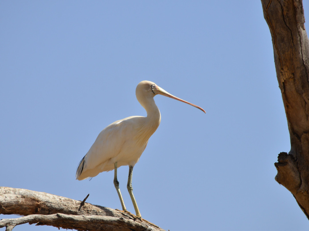 Bowra Sanctuary景点图片