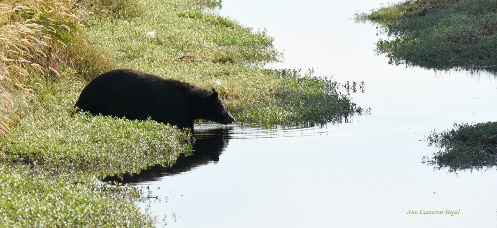 Alligator River National Wildlife Refuge景点图片